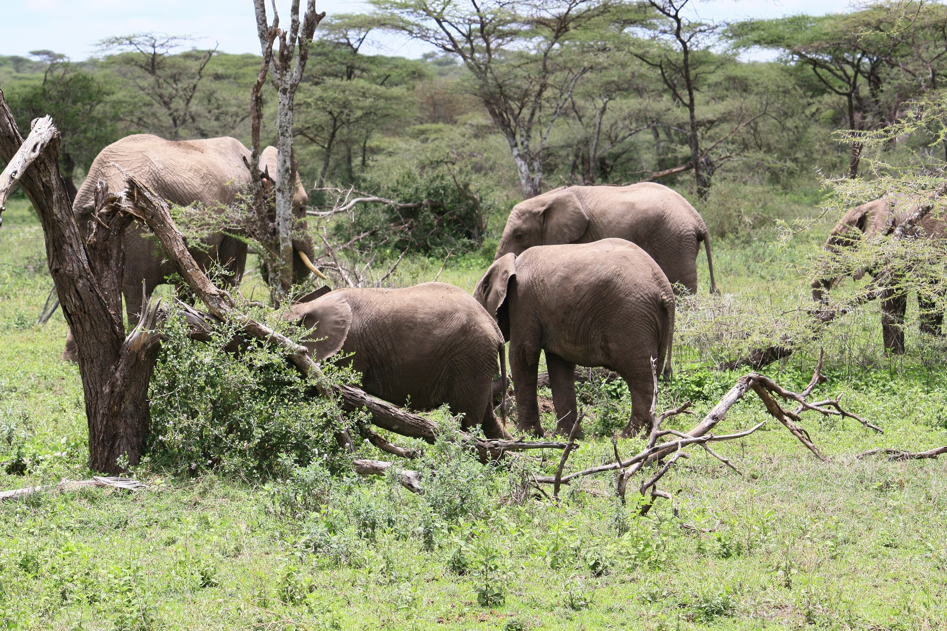 Welcome to Our Safari Adventure