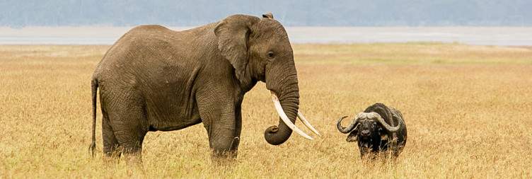 African Safari Elephant