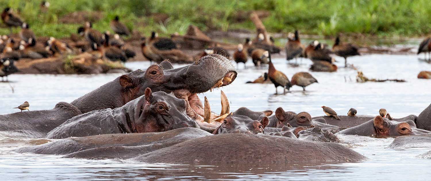 8-Day Great Wildebeest Migration Mara River Crossing