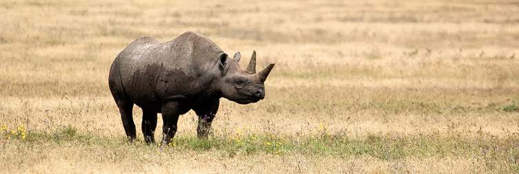 3-Day Awesome Serengeti and Ngorongoro Safari