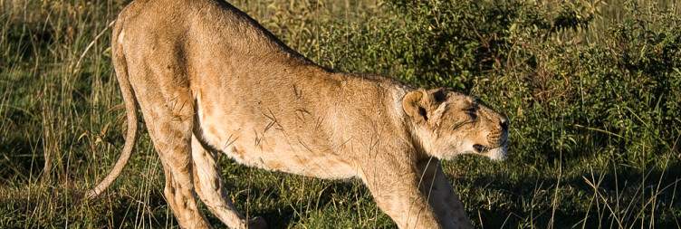 11-Day Mid Range Tanzania and Zanzibar Beach Safari