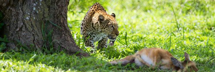 5-Day The Best of Lake Manyara, Ngorongoro and Serengeti