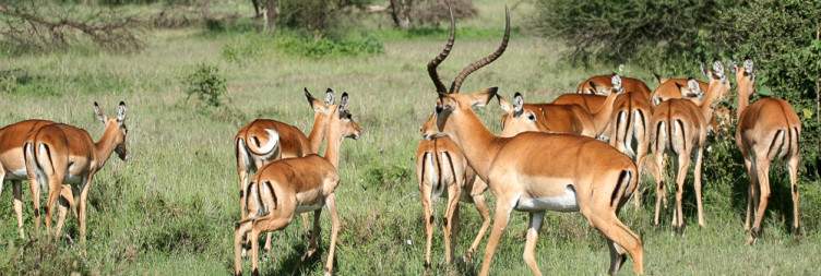 7-Day Tanzania Romantic and Cultural Safari