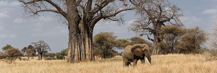 1-Day The Best of Tarangire National Park Safari