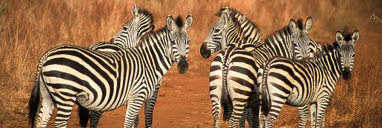 7-Day Wildebeest Migration Mara River Crossing