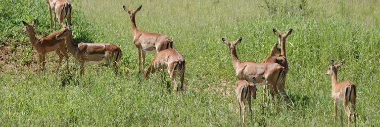 5-Day Tanzania Wildlife up Close and Culture