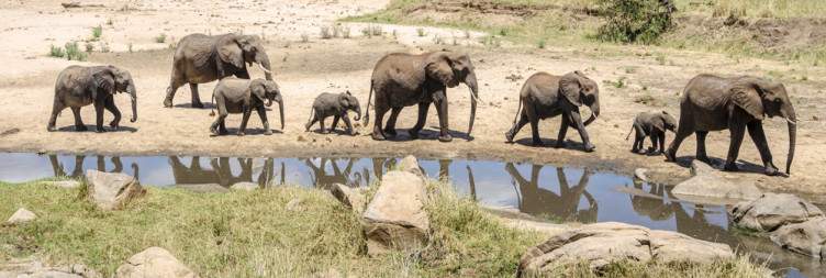 5-Day Tarangire, Serengeti, Ngorongoro Crater& Manyara